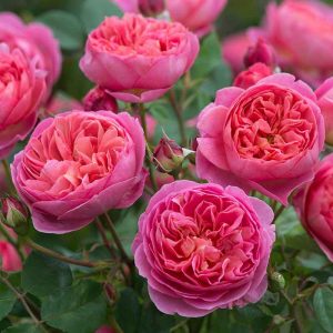 Beautiful English Roses